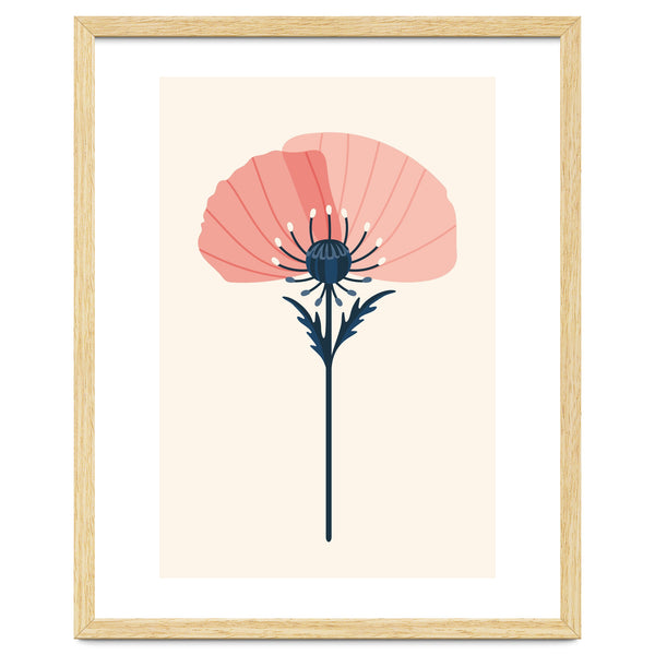 Pink Half Poppy