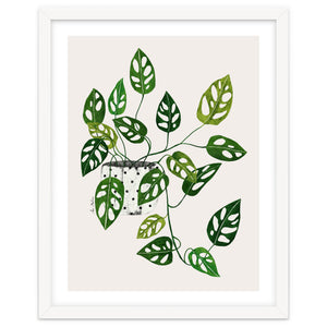 Monstera Obliqua Plant by El buen limón