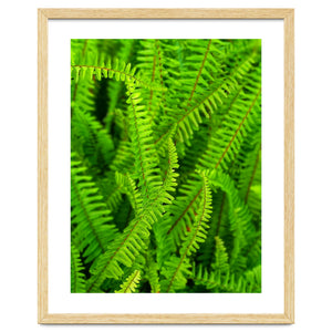 Green Ferns by skyeaglephotography