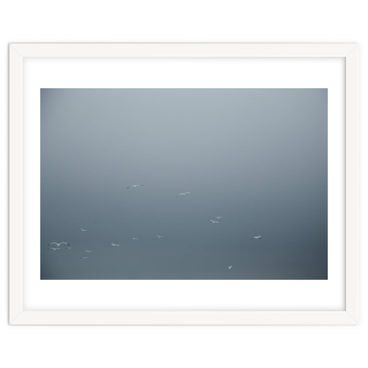 Flying Segulls in thet winter sky