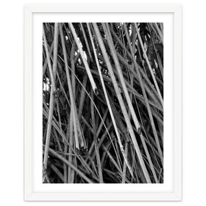 Black Tectorius Plant Shoots Art by skyeaglephotography