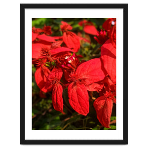 Red Quisqualls Plant Flowers by skyeaglephotography