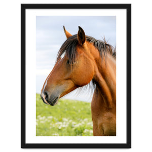 Horse Portrait by Alexey