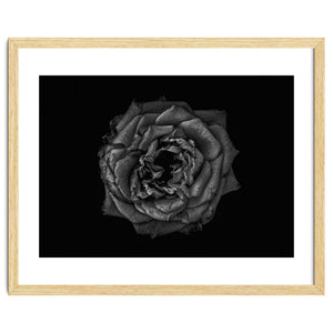 Backyard Flowers In Black And White No 110 by The Learning Curve Photography