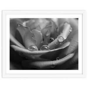 Ethereal Monochromatic Rose Petal Macro by artistic