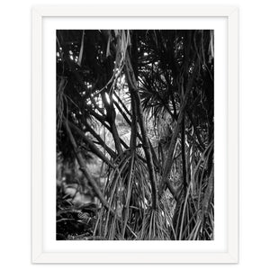 Black Tectorius Plant Art by skyeaglephotography