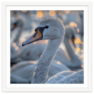 Majestic Swan Close Up With Water Droplets by Rizwana Khan