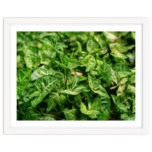 Green Arrow Head Plant Leaves by skyeaglephotography