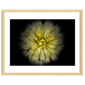 Backyard Flowers No 86 Color Flow Version by The Learning Curve Photography