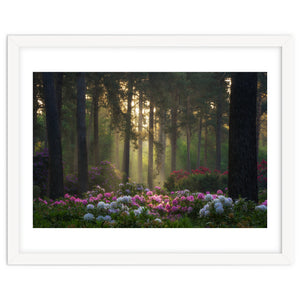 Rhododendron forest by Martin and Yen