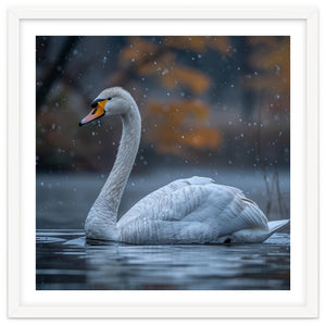 Swan Floating Gracefully On Water In Autumn by Rizwana Khan
