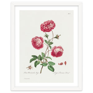 John Edwards – Larger Provence Rose (1770–1775) by William Morrin