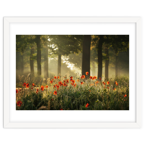 The poppy forest