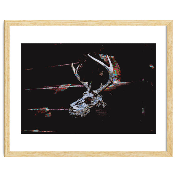 Deer Skull