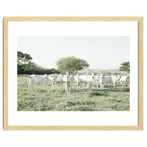 LIVING TOGETHER - WHITE COWS FAMILY by KISSA STUDIO