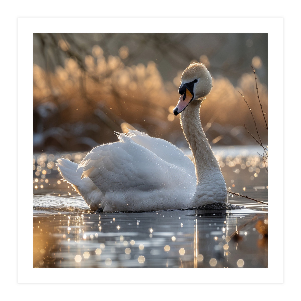 Majestic Swan On Calm Water During Sunset Nature Scene (Print Only)