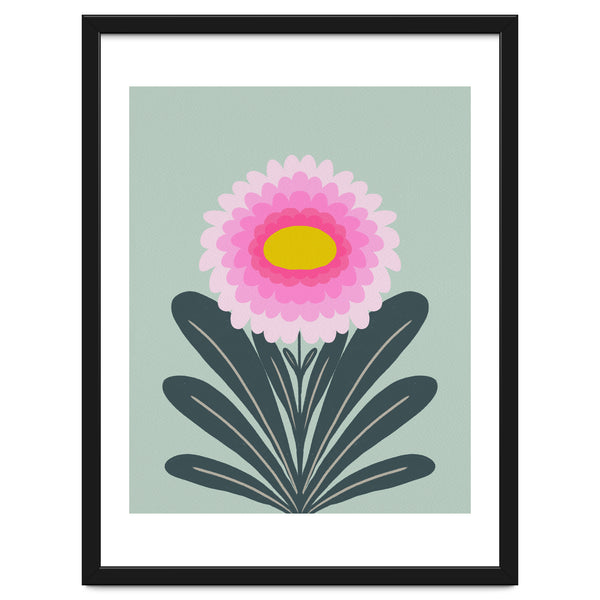 Chrysanthemum - turquoise and pink