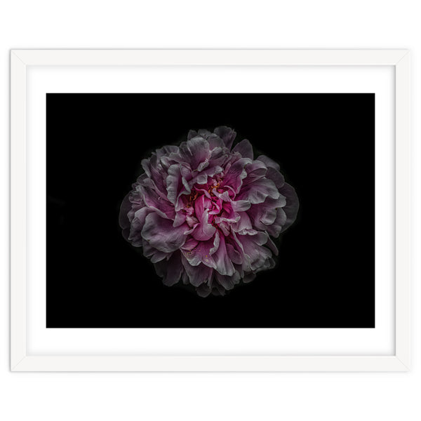 Backyard Flowers No 116 Color Version