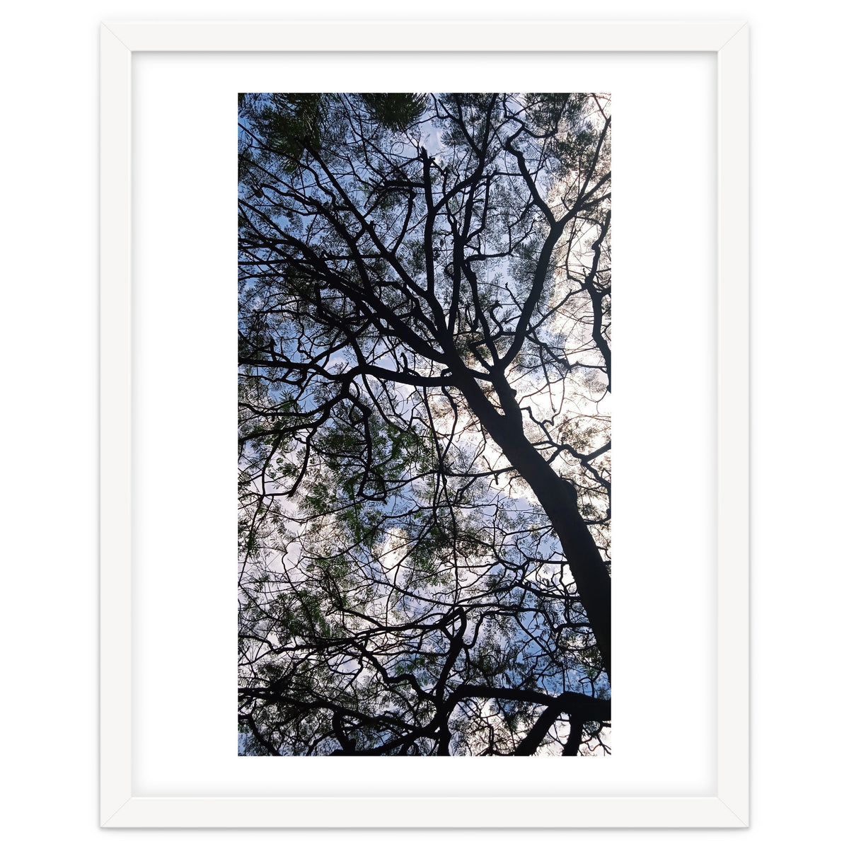 Tree from below