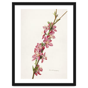 Royal Charles Steadman – Peach (Prunus persica) (1924) by William Morrin