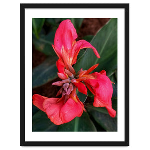 Red Indian Shot Flower by skyeaglephotography