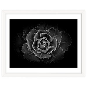 Backyard Flowers In Black And White No 101 by The Learning Curve Photography