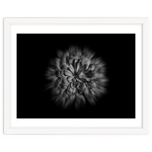 Backyard Flowers In Black And White No 48 Flow Version by The Learning Curve Photography