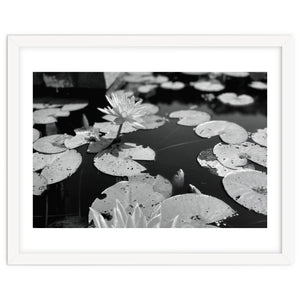 Lotus Pond | Black & White Landscape by Laurenrfphoto