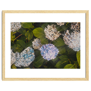 Hydrangeas | Landscape by Laurenrfphoto