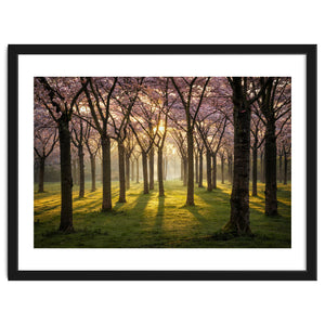 Blooming cherry trees in soft morning light by Martin and Yen