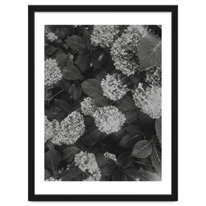 Hydrangeas | Black & White Portrait by Laurenrfphoto