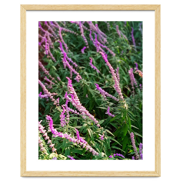 Lavender Flowers