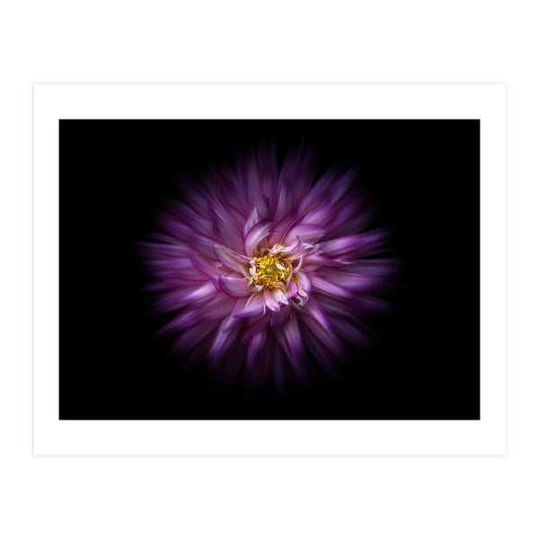 Backyard Flowers No 20 Color Flow Version (Print Only)