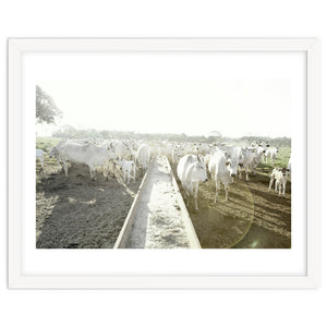 LIVING TOGETHER - WHITE COWS FAMILY by KISSA STUDIO