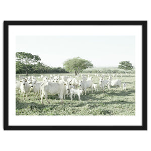 LIVING TOGETHER - WHITE COWS FAMILY by KISSA STUDIO
