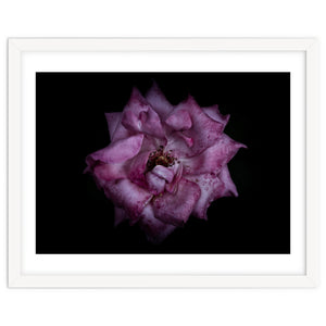 Backyard Flowers No 111 Color Version by The Learning Curve Photography