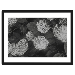 Hydrangeas | Black & White Landscape by Laurenrfphoto