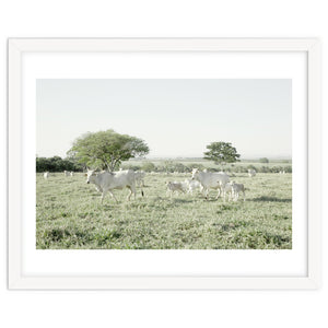 LIVING TOGETHER - WHITE COWS FAMILY by KISSA STUDIO