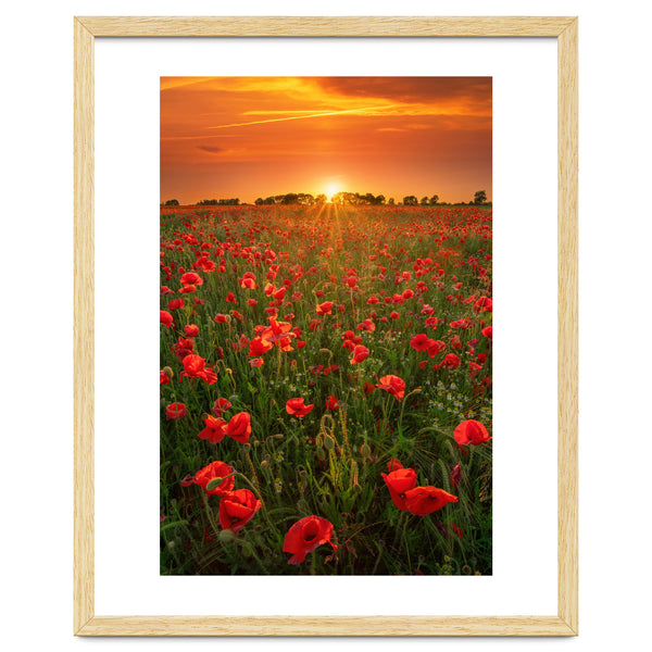 Poppies At Sunset