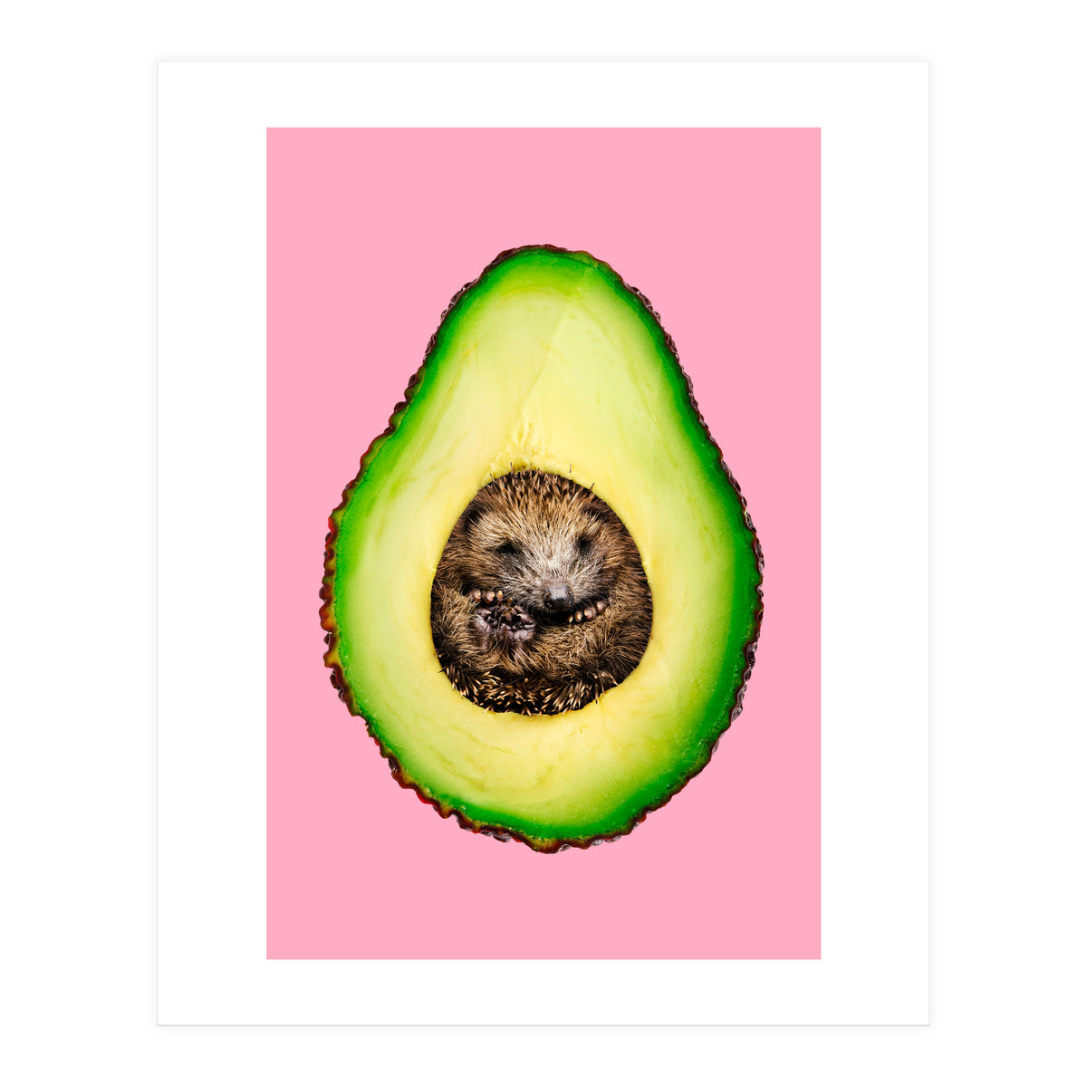 Hedgehocado (Print Only)