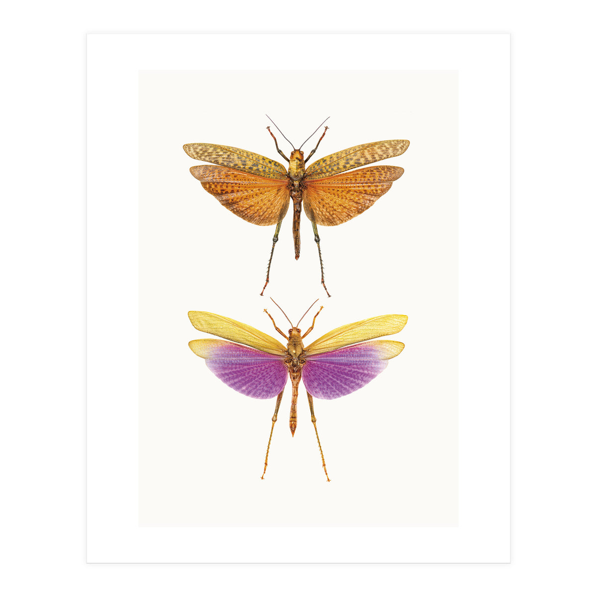 Cc Insects 01 (Print Only)