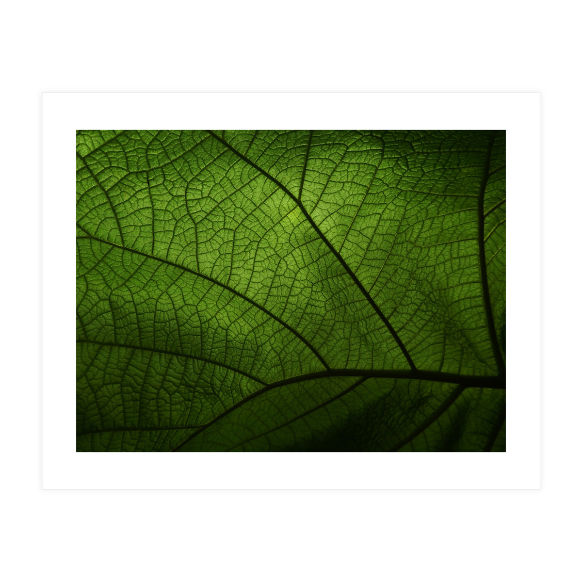 Macro (Print Only)
