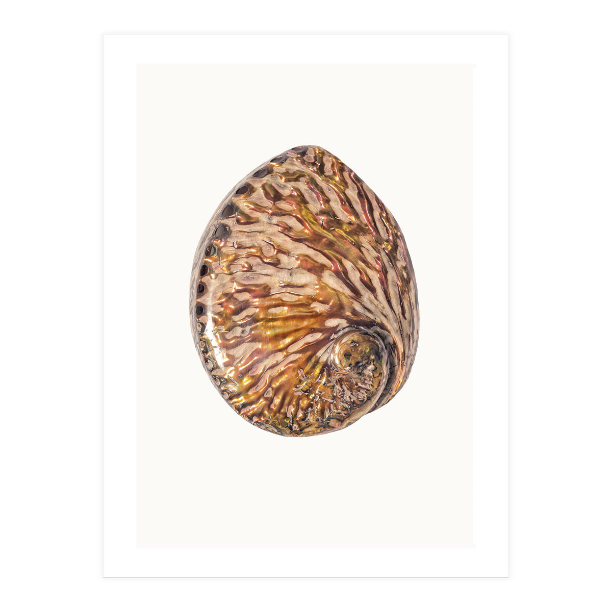 Cc Shell 03 (Print Only)