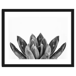 Cactus flower by Ana limon