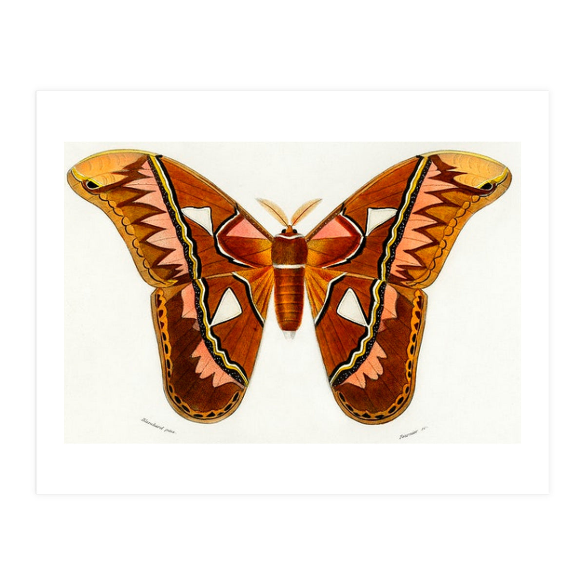 Attacus Atlas Moth illustrated (Print Only)