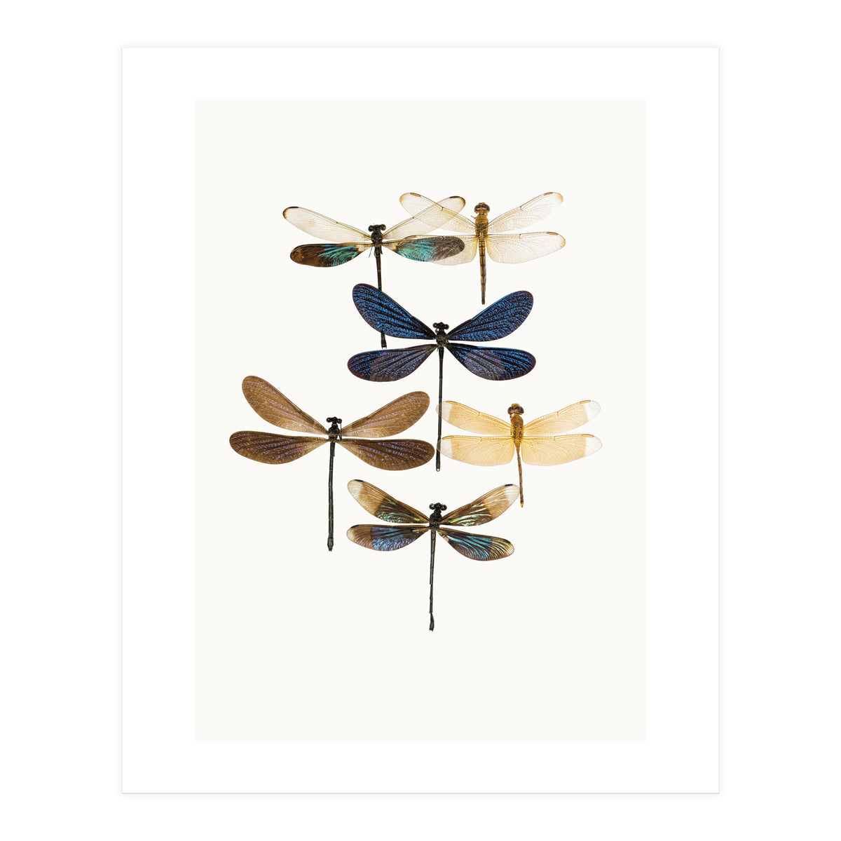 Cc Insects 10 (Print Only)