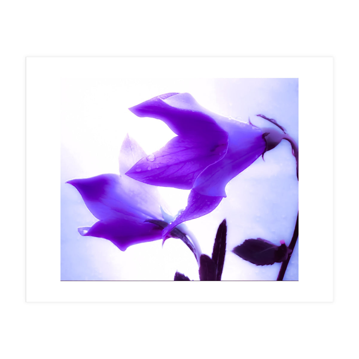Innocent flowers (Print Only)