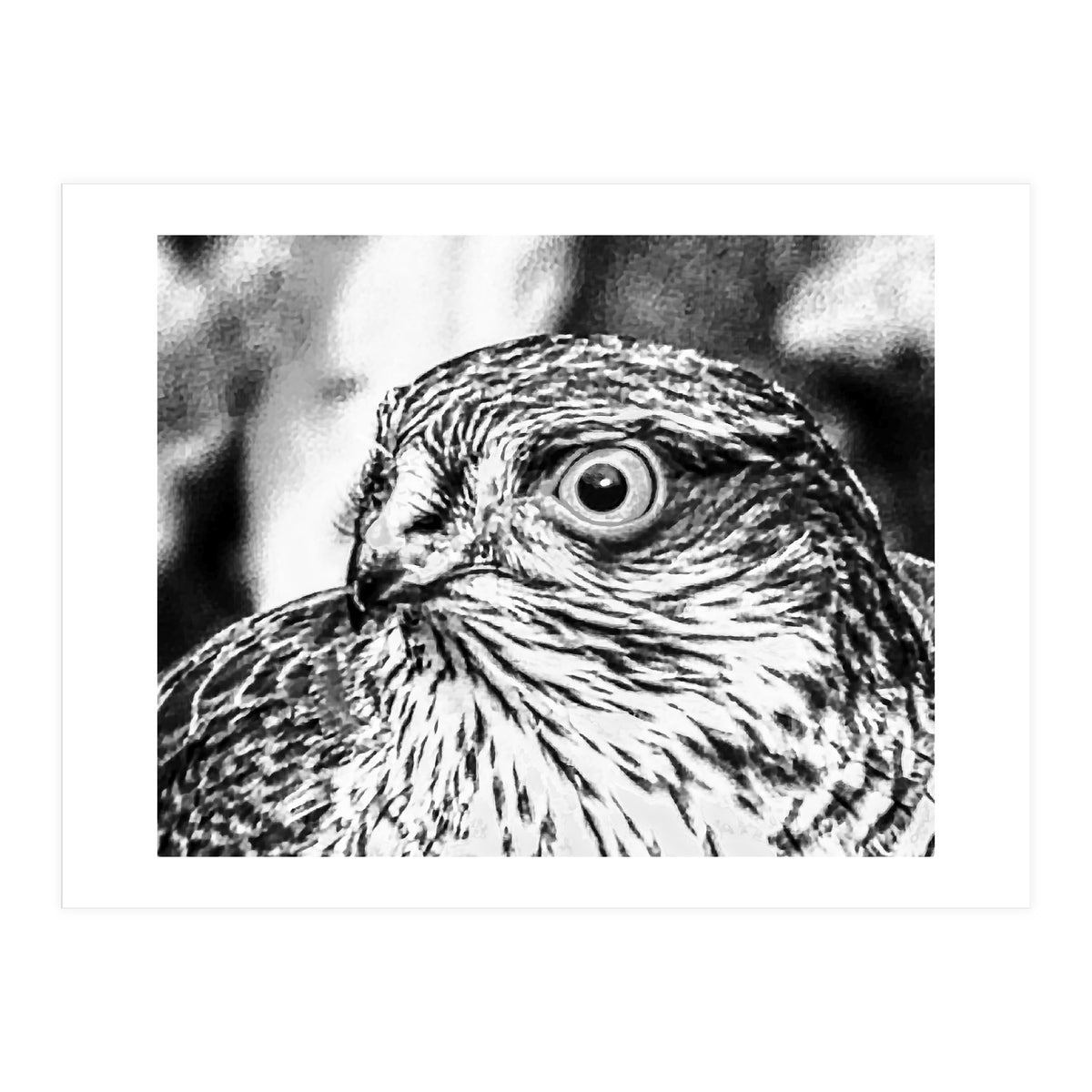 Peregrine (Print Only)