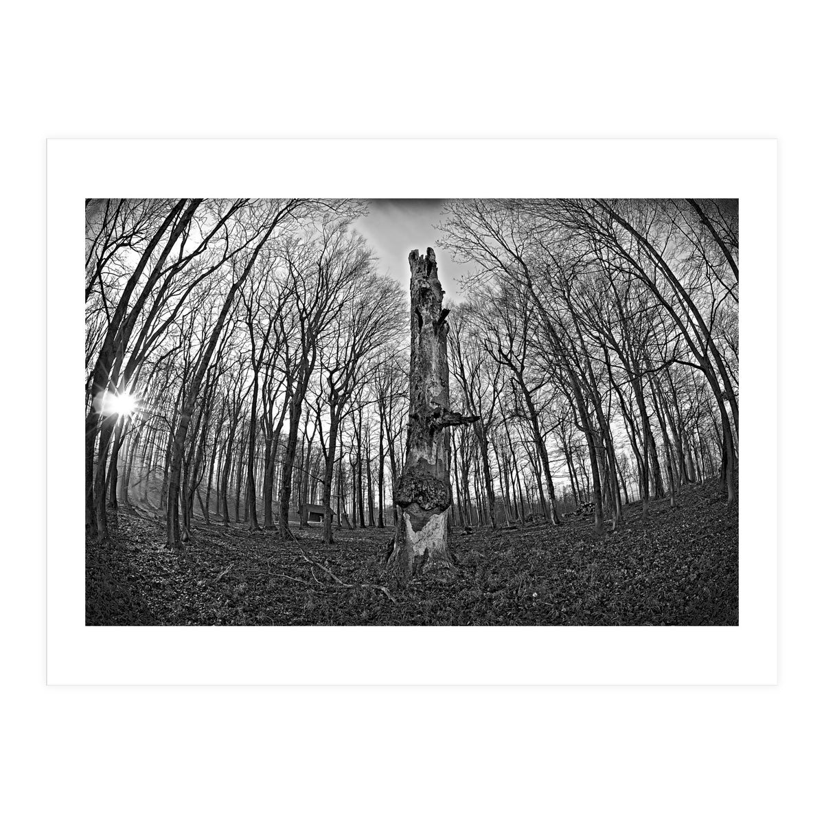 Circle of Growth and decay (Print Only)