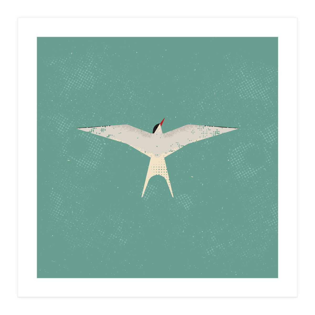 Arctic Tern (Print Only)